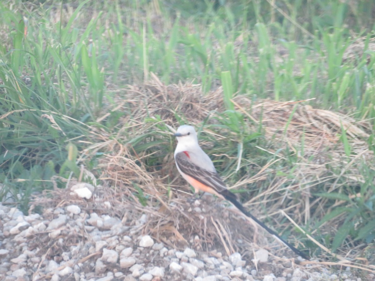 Scissor-tailed Flycatcher - Michael  Autin