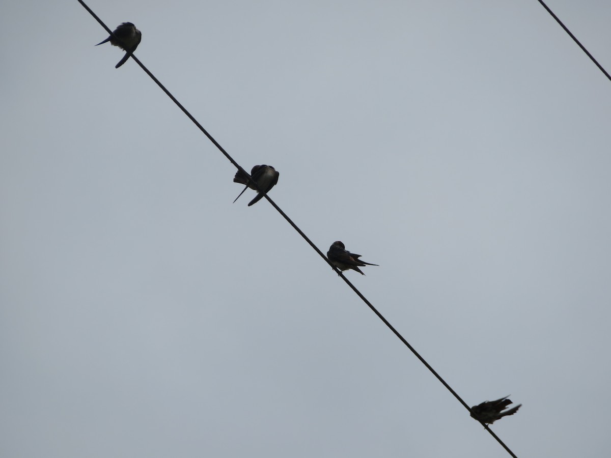 Cliff Swallow - ML580139721