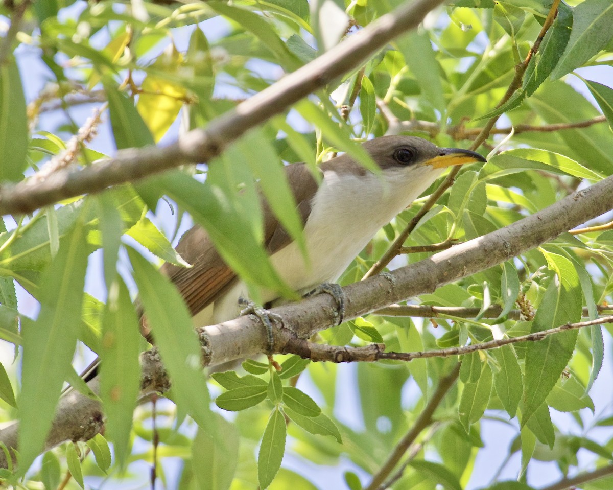 Yellow-billed Cuckoo - Jack & Holly Bartholmai