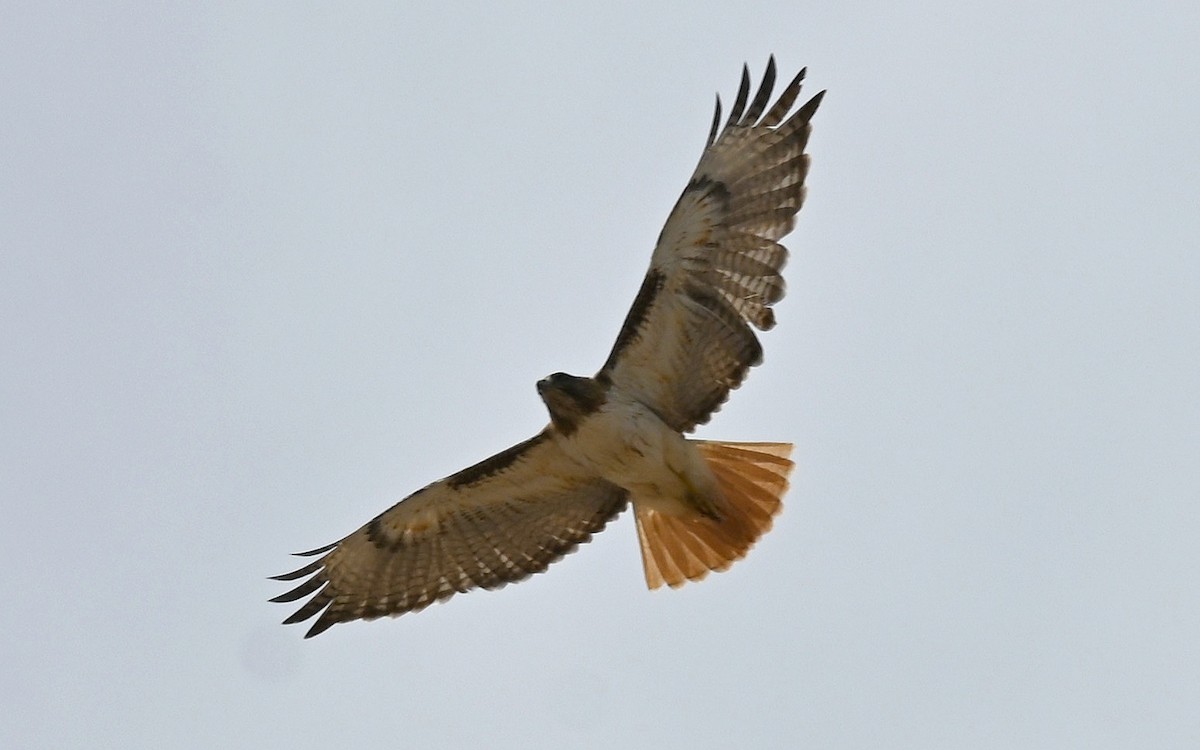Red-tailed Hawk - Tim Saylor 🐦‍⬛