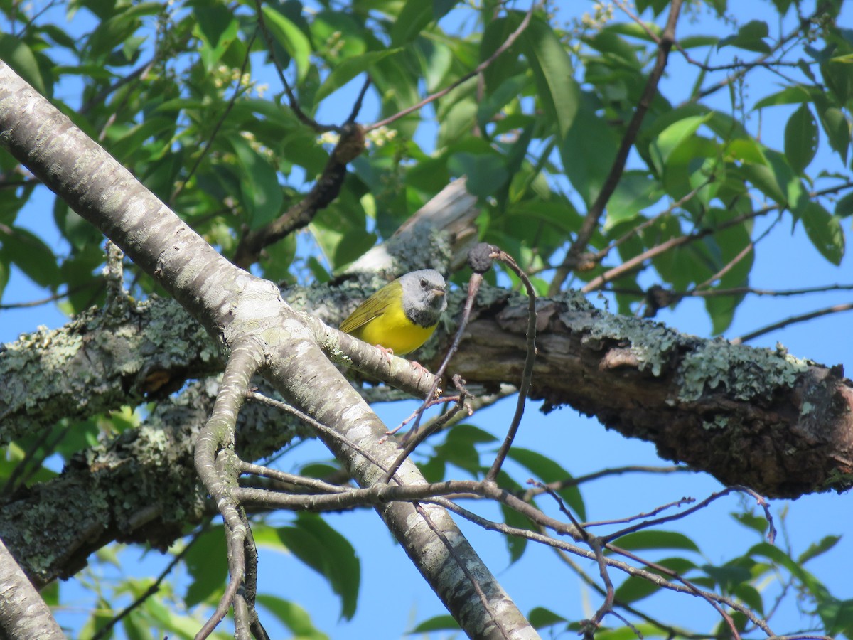 Mourning Warbler - ML580140591