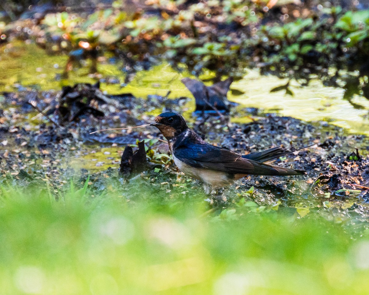 Barn Swallow - Peter Rosario