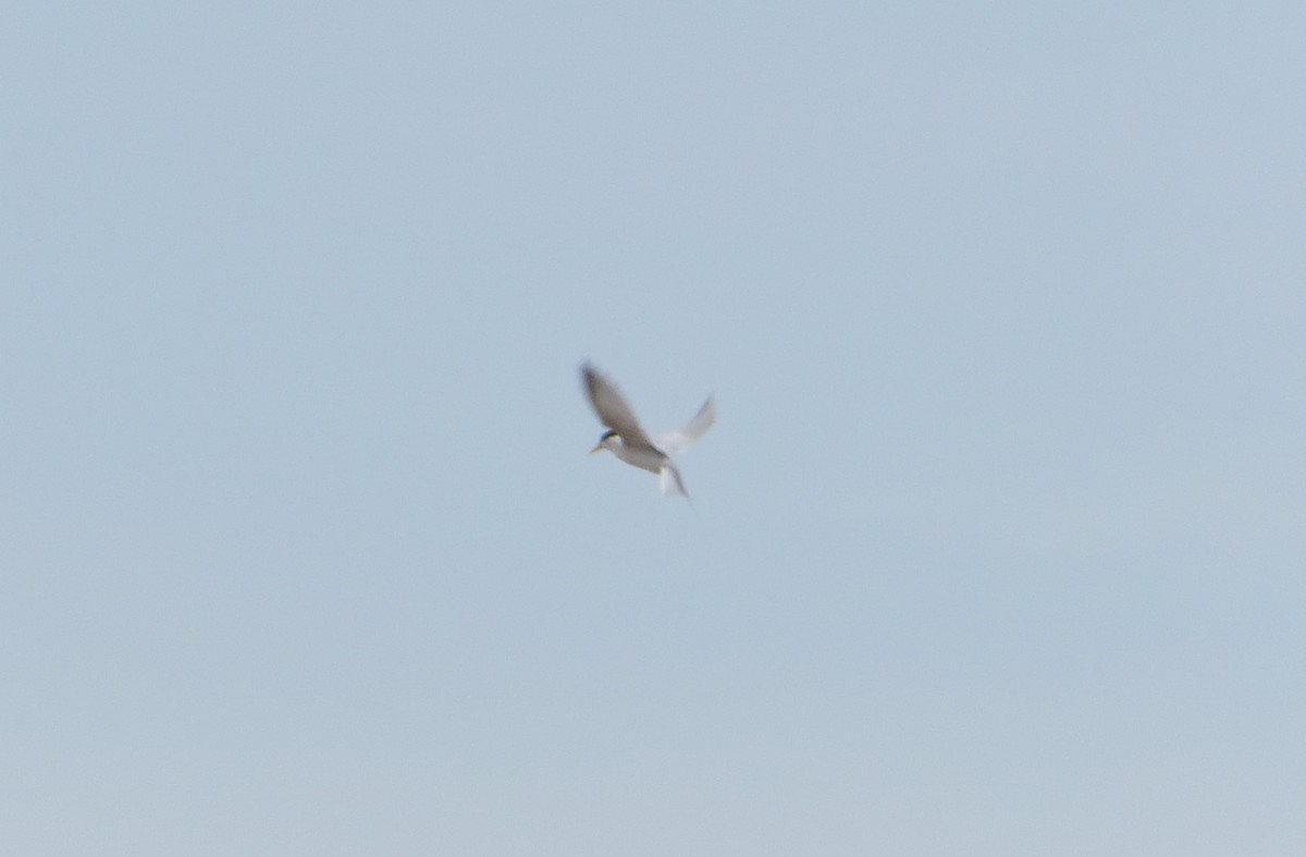 Least Tern - ML580140841