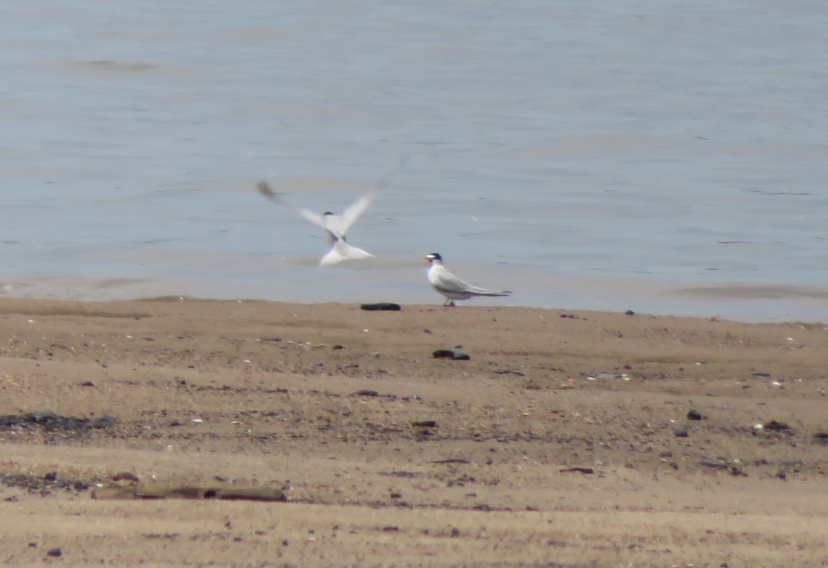 Least Tern - ML580140851