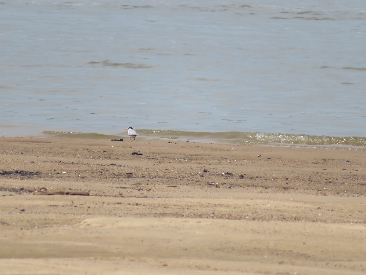 Least Tern - ML580140861