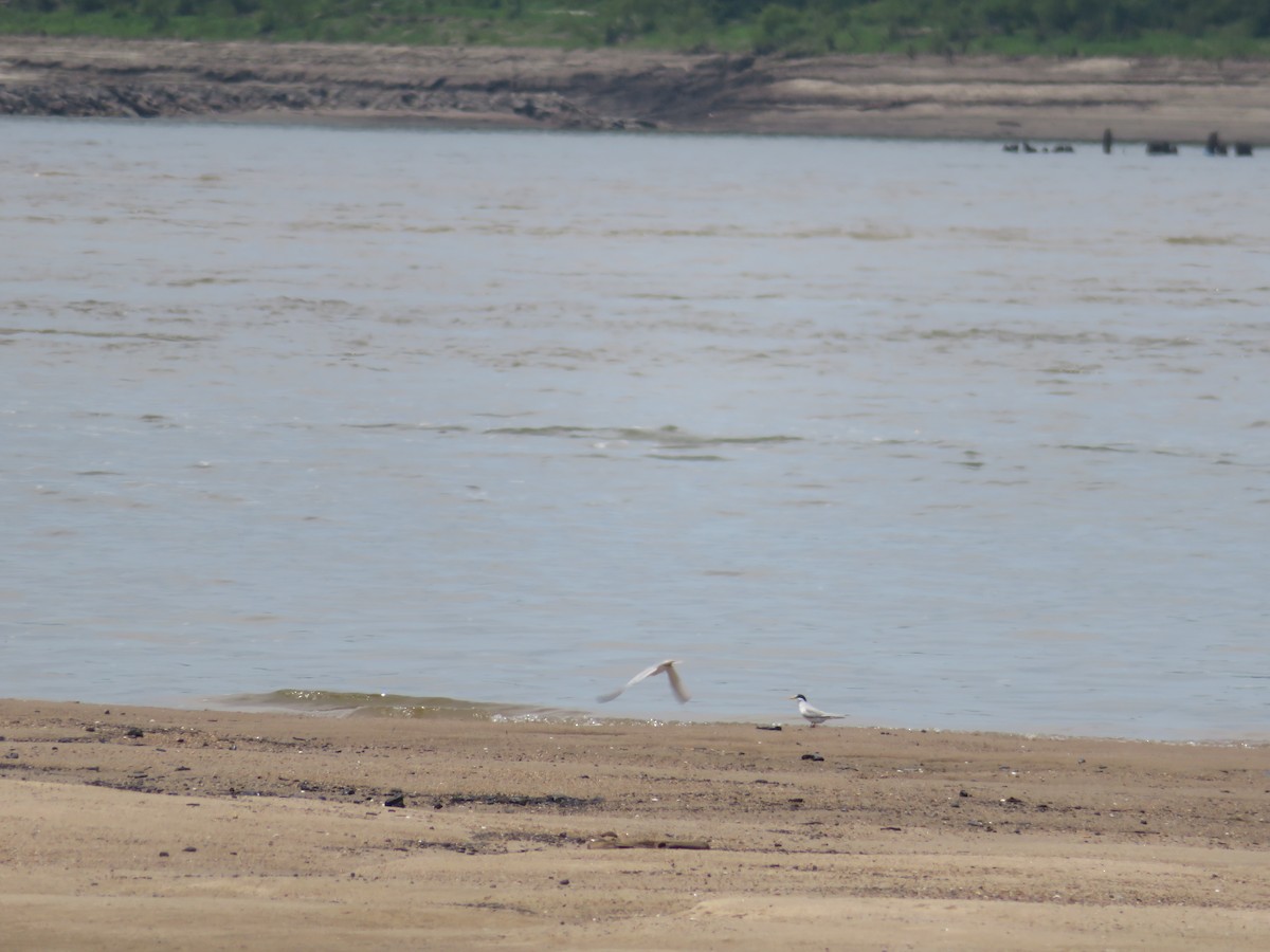 Least Tern - ML580140871