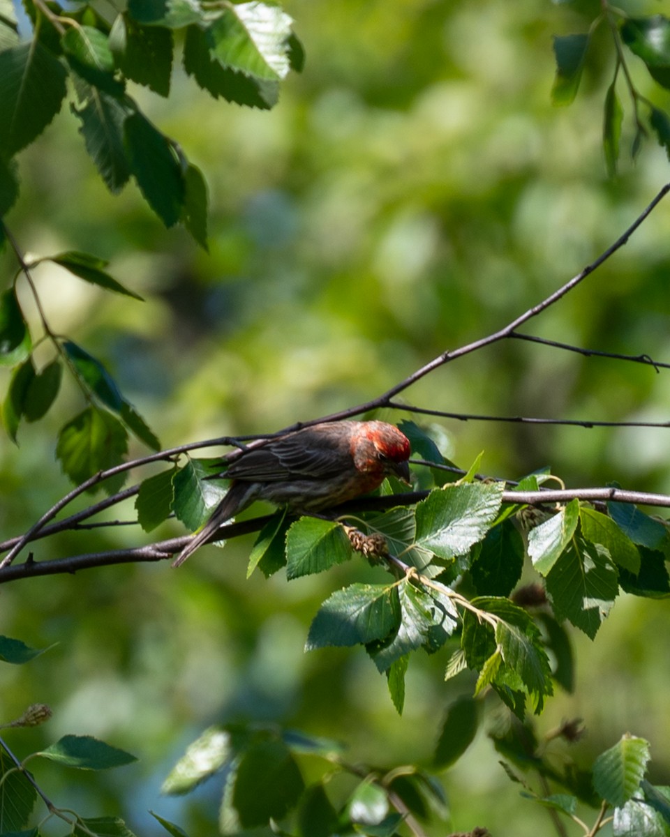 House Finch - ML580140931