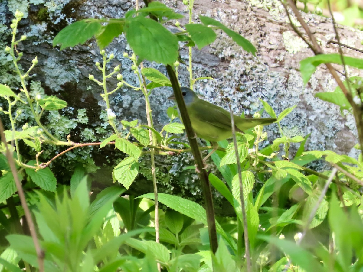 Mourning Warbler - ML580141271