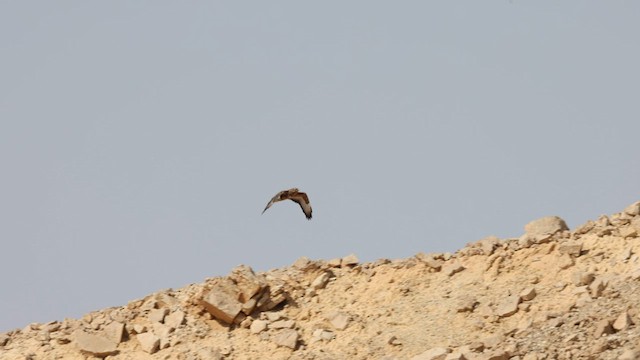 Common Buzzard (Steppe) - ML580141951