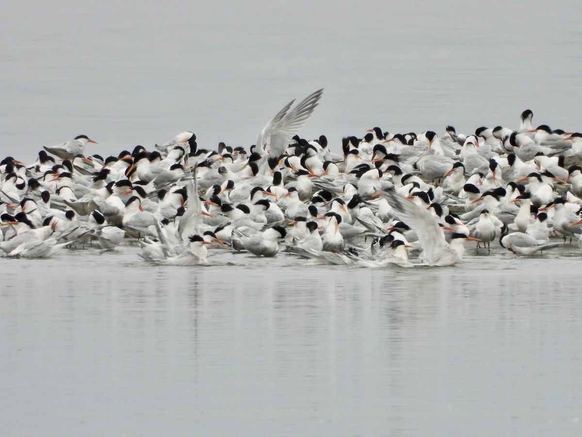 Elegant Tern - Joshua Mitchell