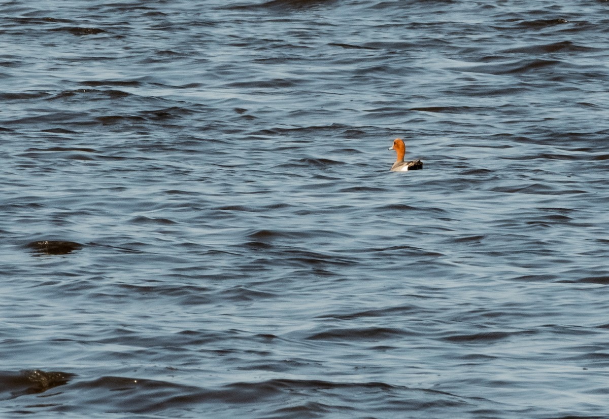 Eurasian Wigeon - Francois Dubois