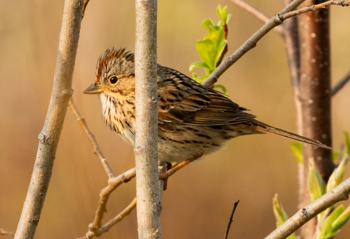 Lincoln's Sparrow - ML580146121