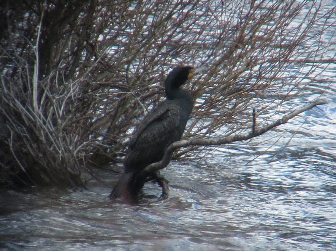 Double-crested Cormorant - ML580146141