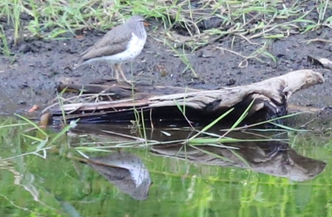 Spotted Sandpiper - ML580146581