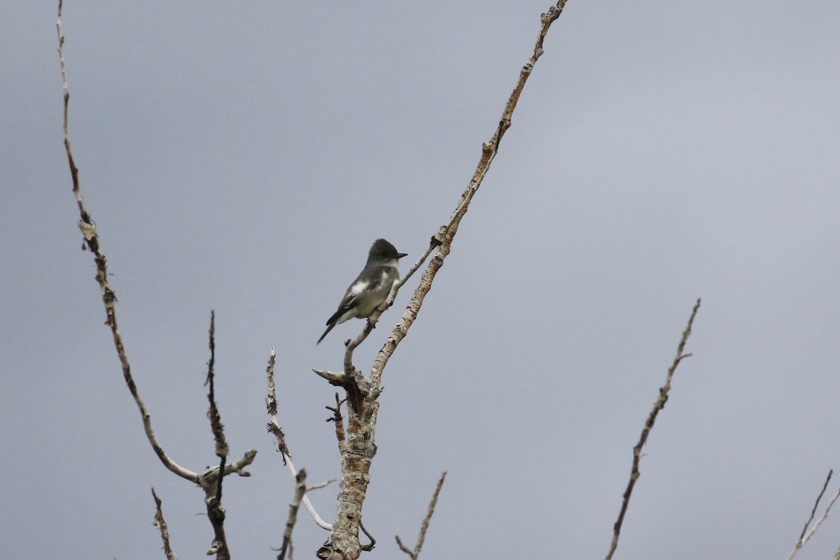 Olive-sided Flycatcher - ML580146991