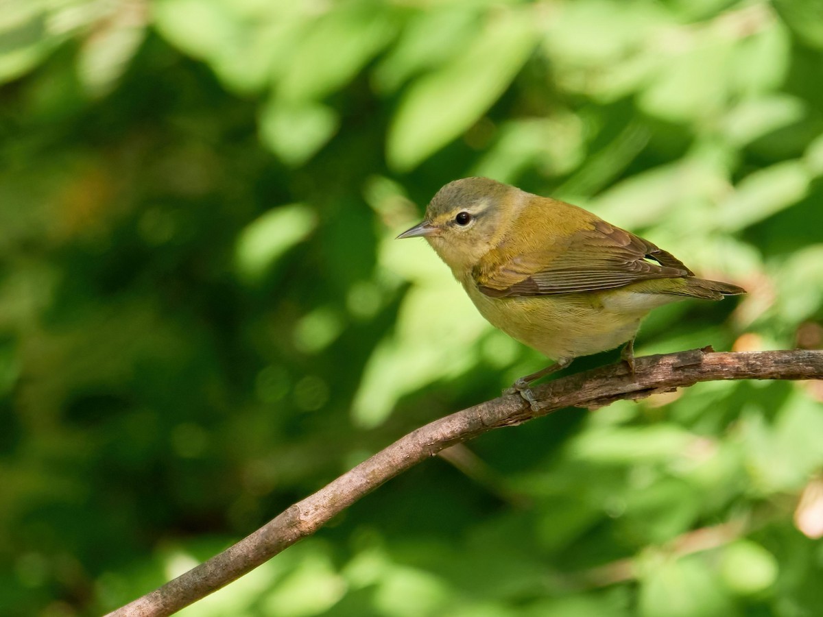 Tennessee Warbler - ML580147131