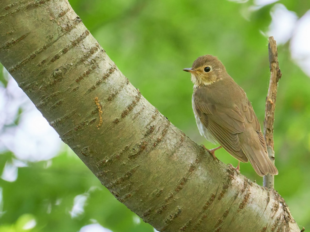 Swainson's Thrush - ML580147161