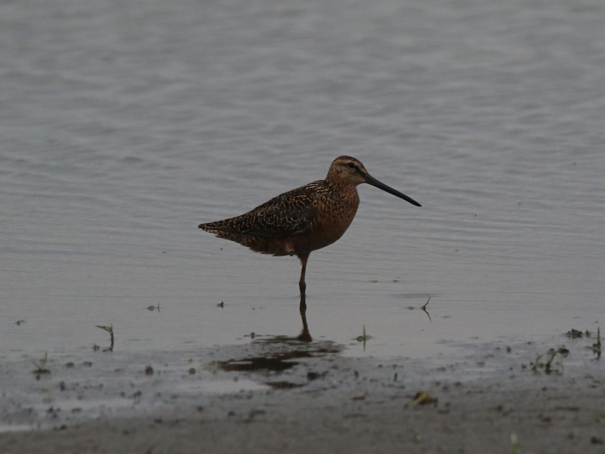 Short-billed Dowitcher - ML580147831