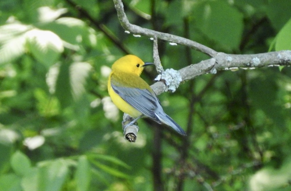 Prothonotary Warbler - ML580148241