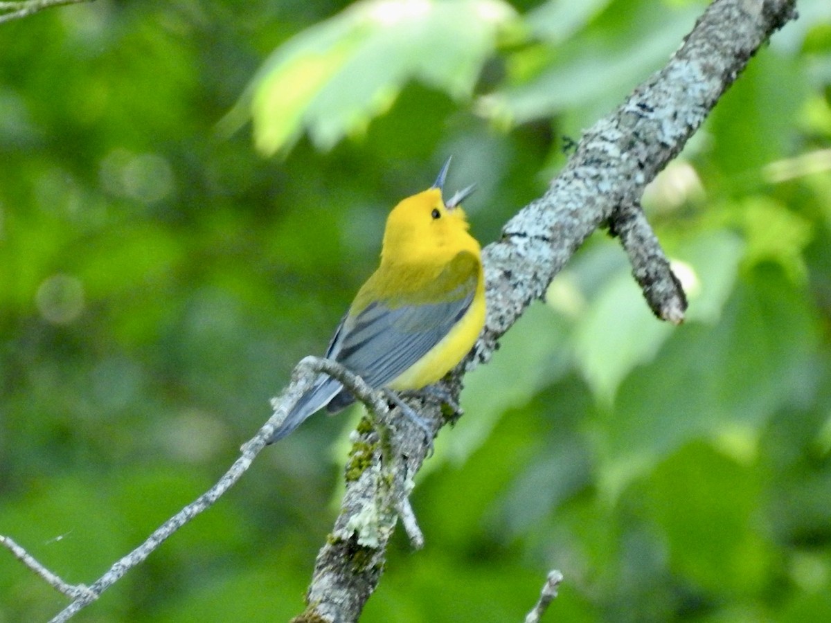 Prothonotary Warbler - ML580148251