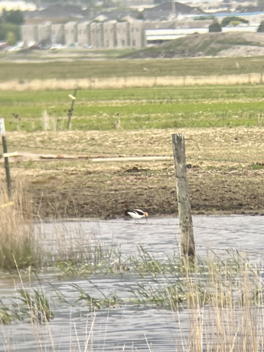 American Avocet - ML580149181