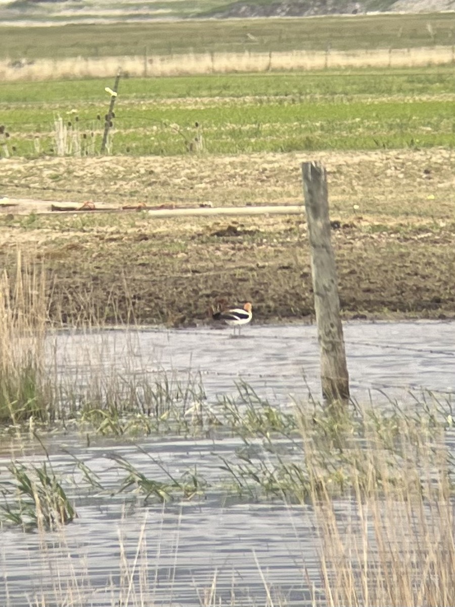 American Avocet - Noah Wolff