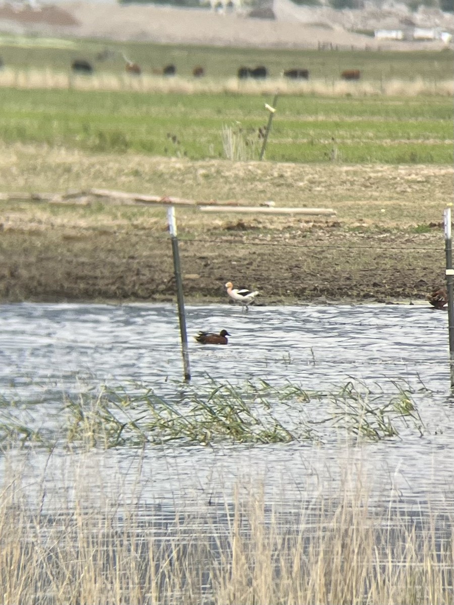 Avoceta Americana - ML580149201