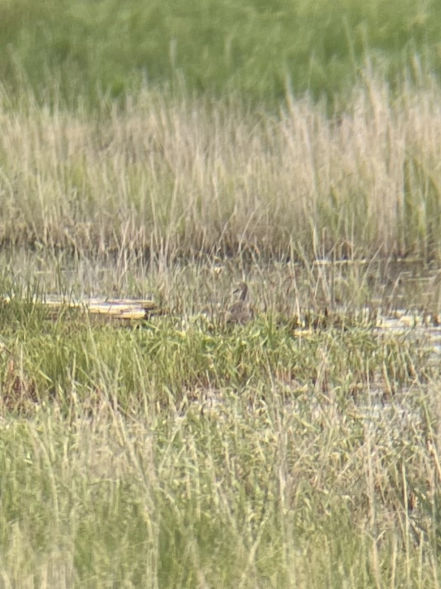 Willet - ML580149291