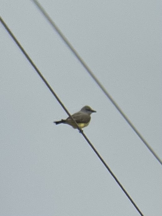 Western Kingbird - ML580149361