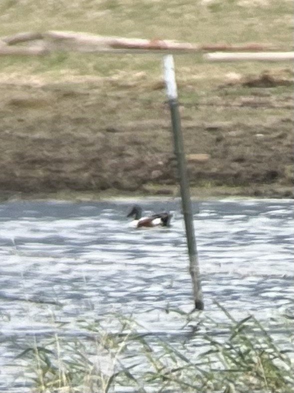 琵嘴鴨 - ML580149981