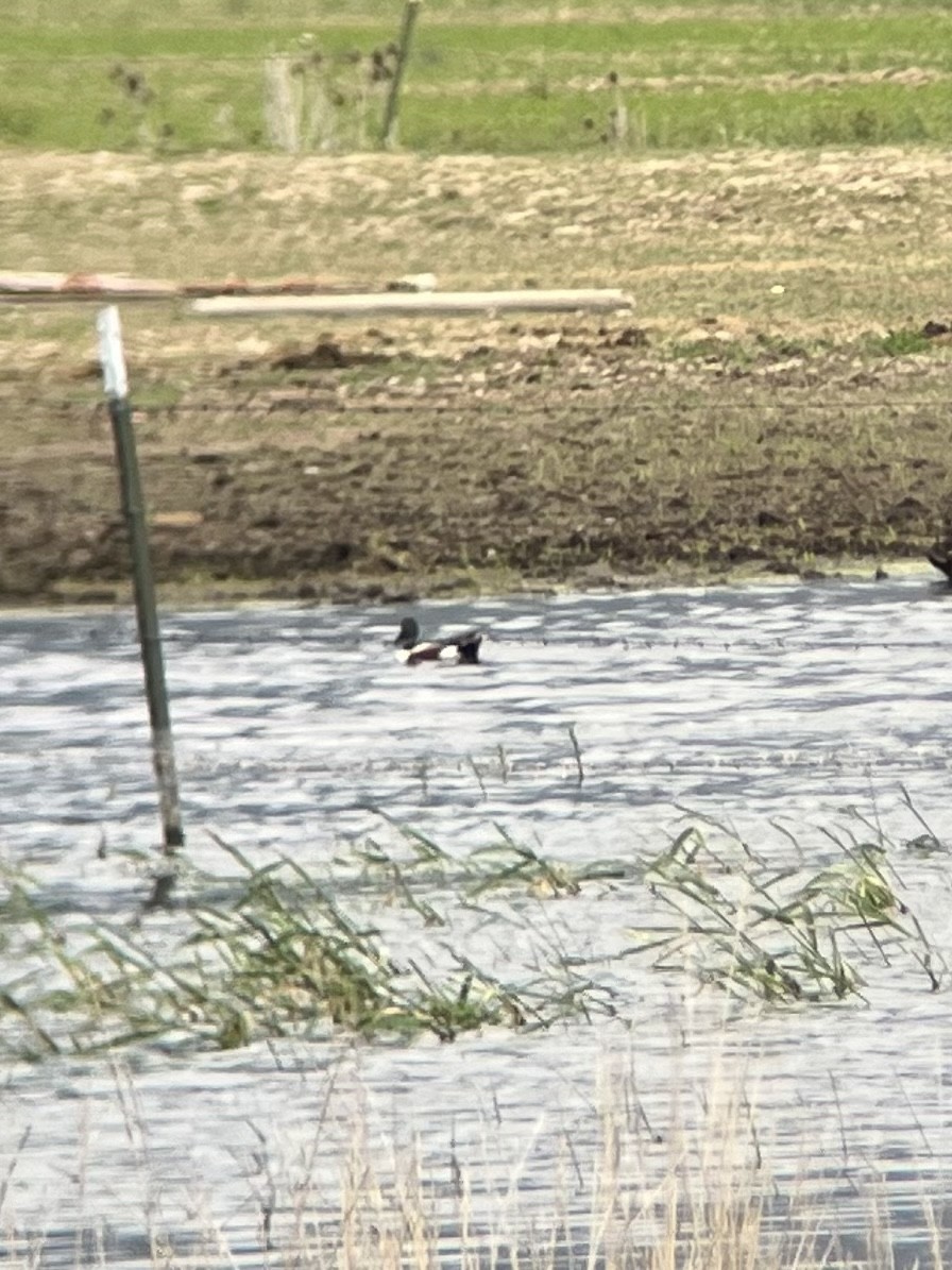 Northern Shoveler - Noah Wolff