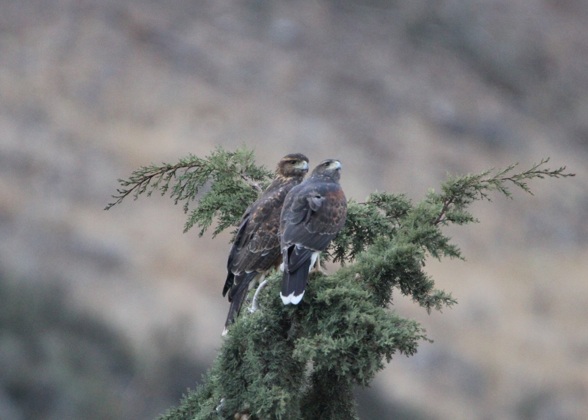 Harris's Hawk - ML580150111