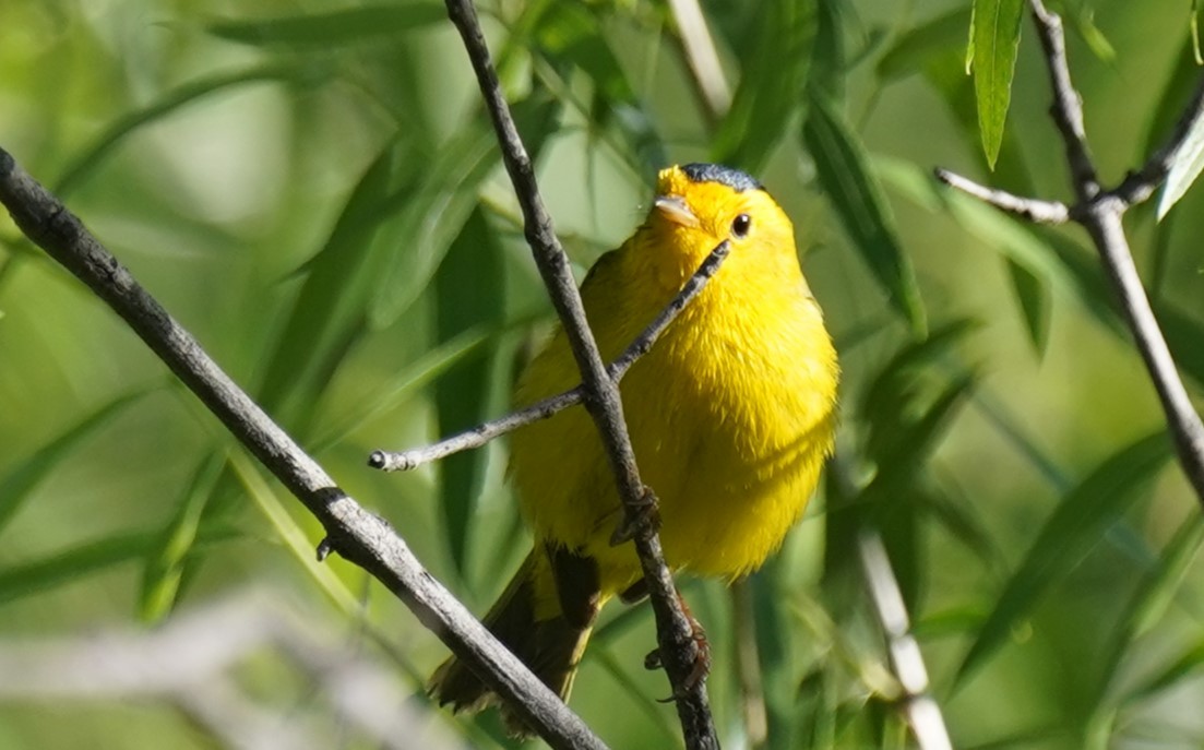 Wilson's Warbler - ML580150561