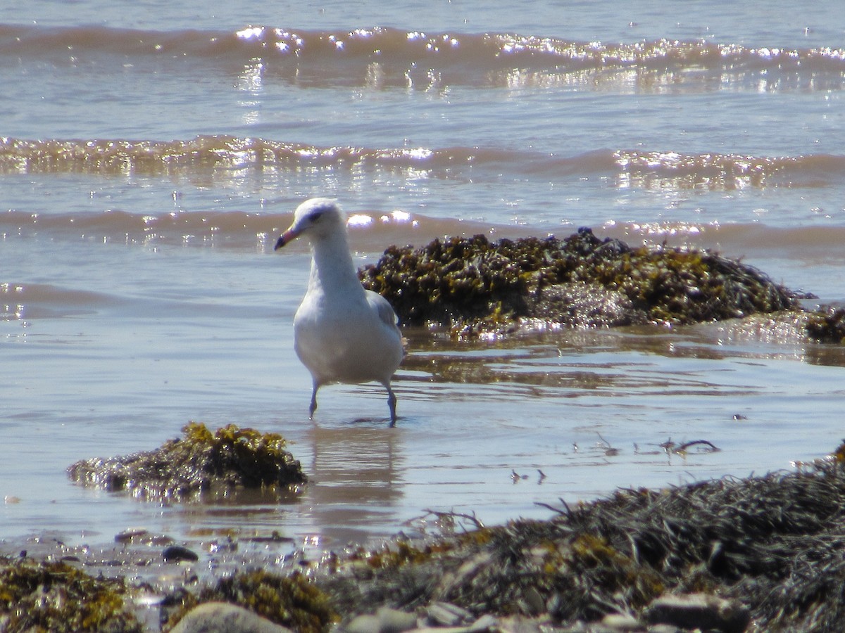 Ring-billed Gull - Mickey Ryan