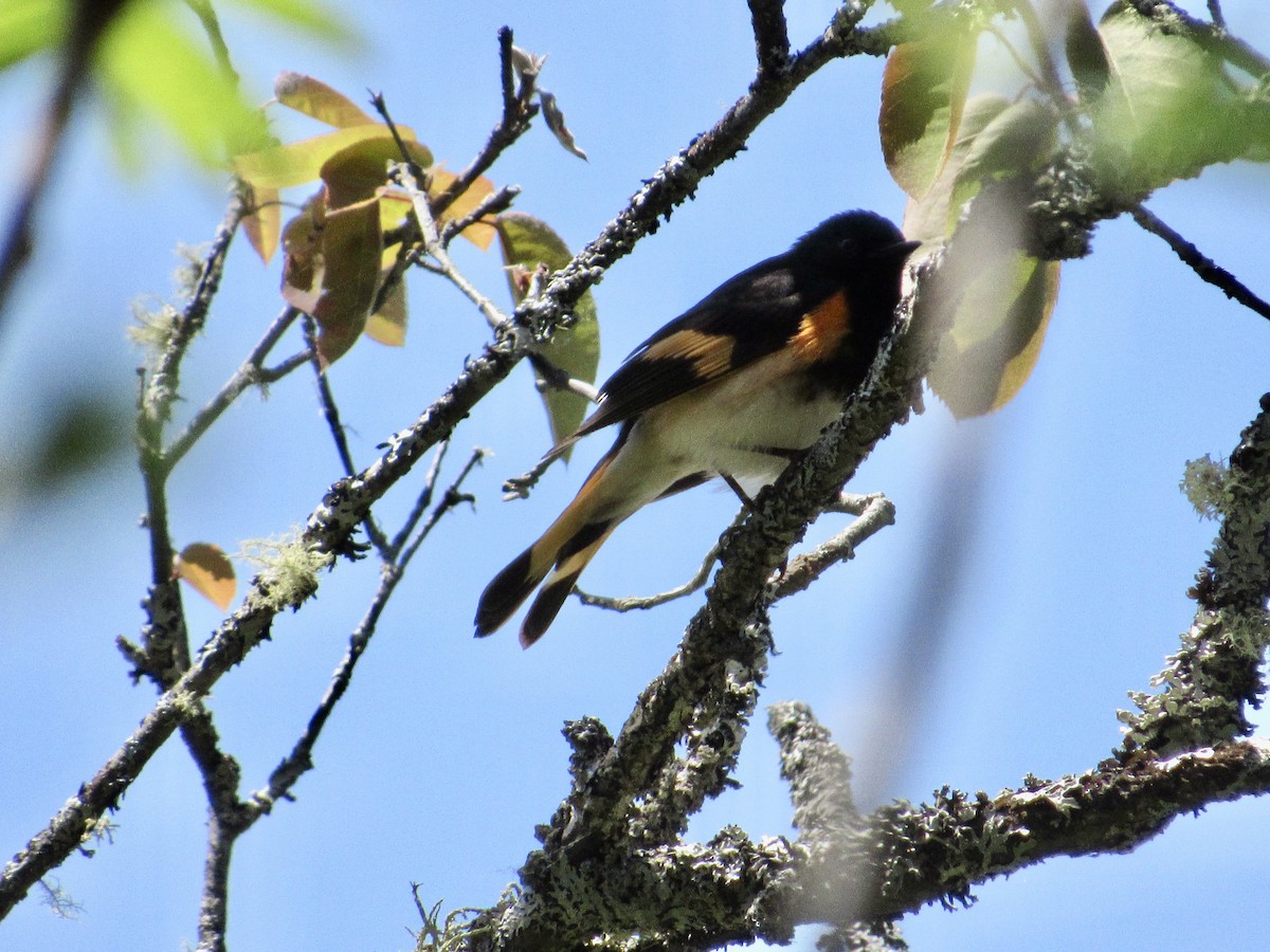 American Redstart - ML580151901