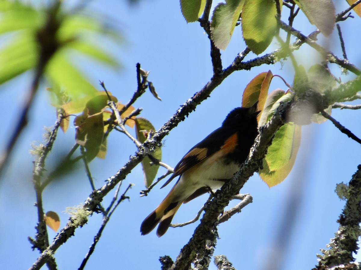 American Redstart - ML580152031