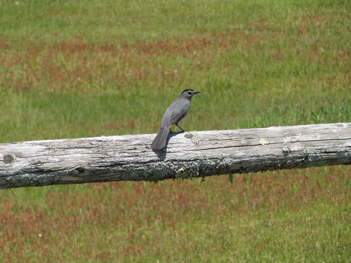 Gray Catbird - Mickey Ryan