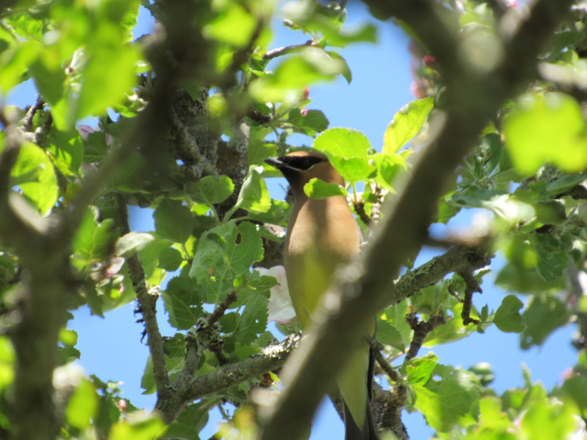 Cedar Waxwing - ML580152401