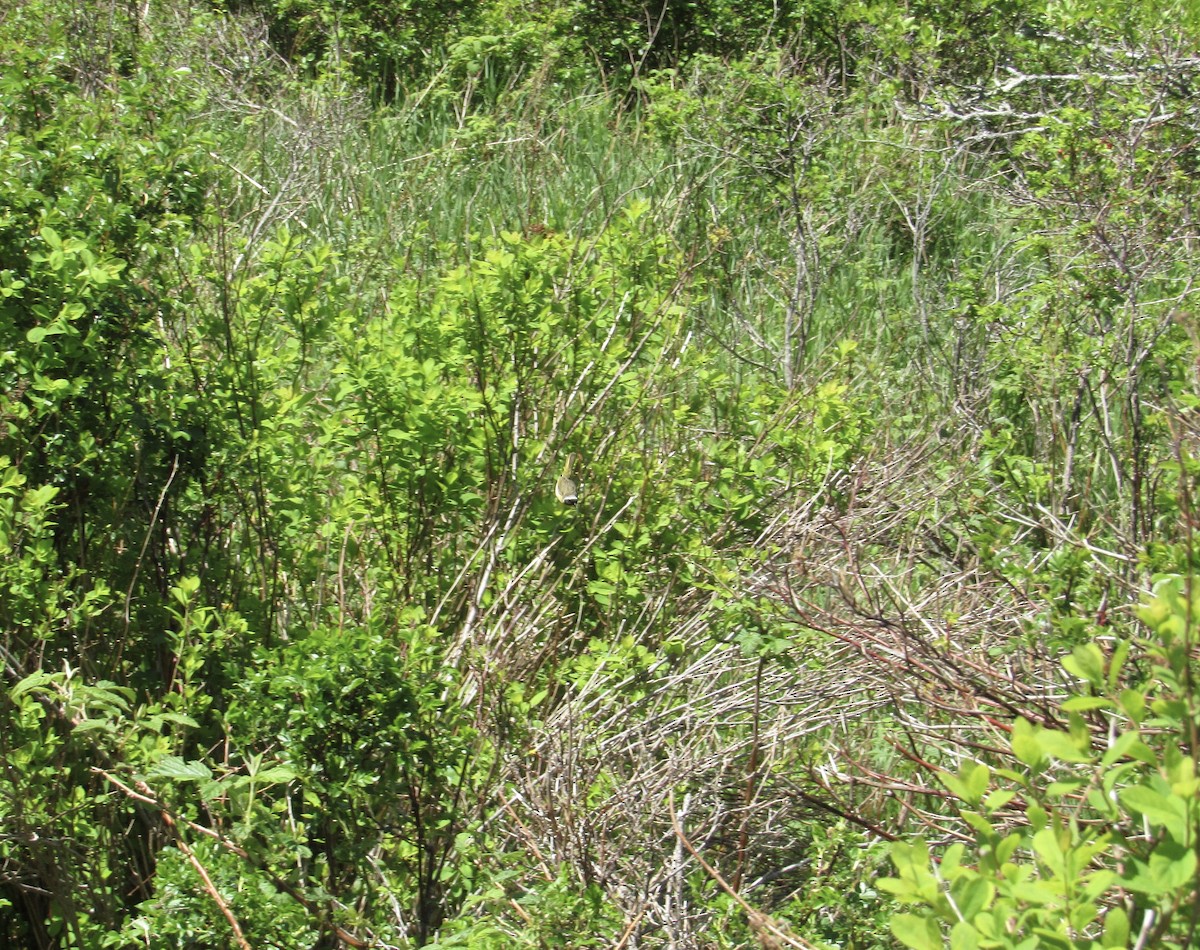 Common Yellowthroat - ML580152711