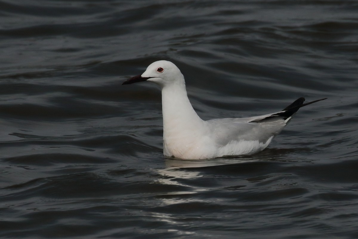 Slender-billed Gull - ML580152951