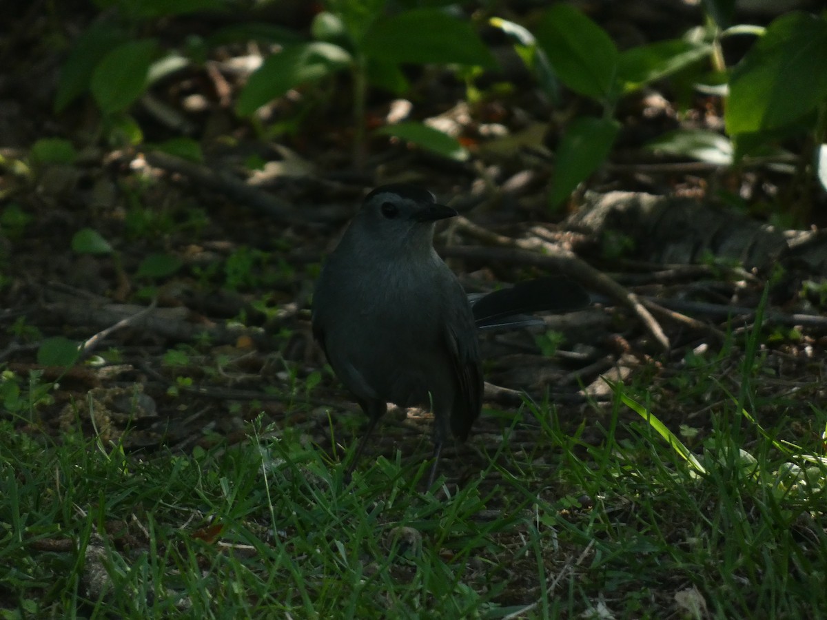 Pájaro Gato Gris - ML580153181