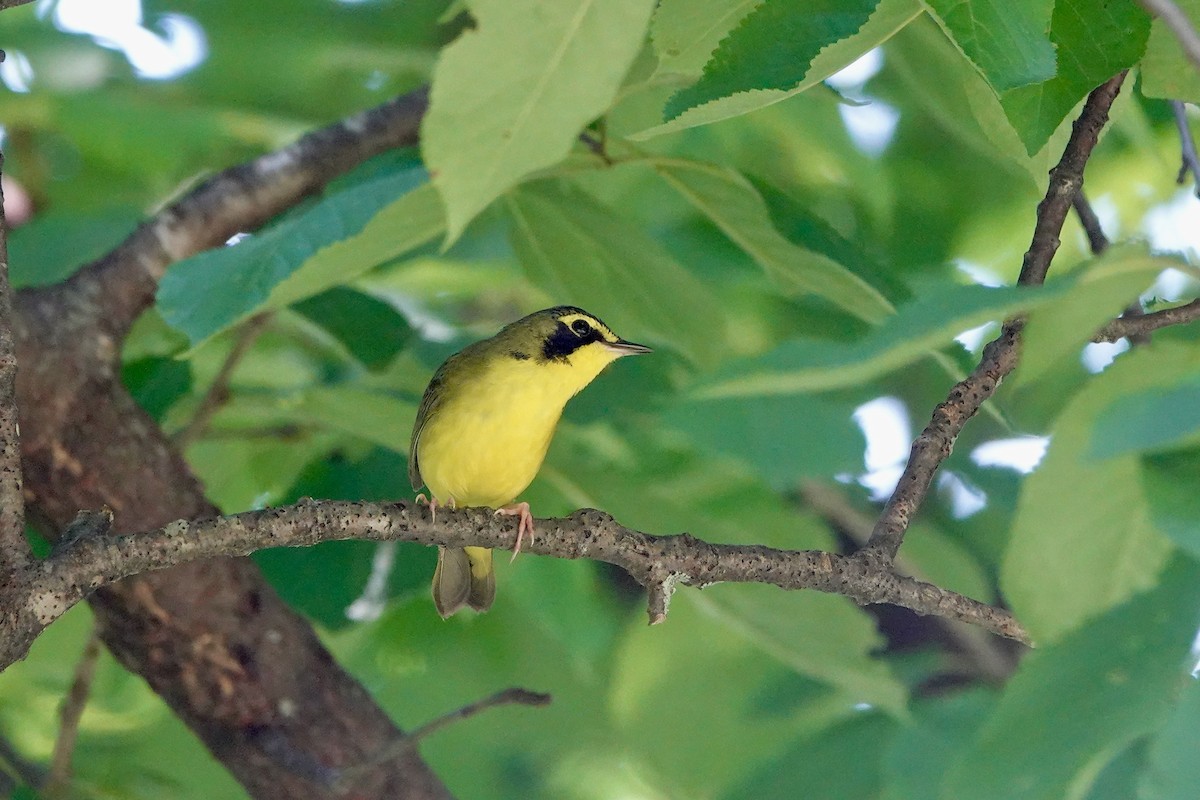 Kentucky Warbler - ML580153721