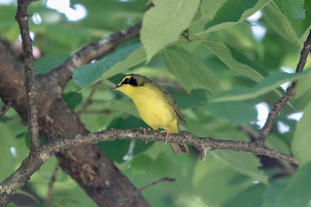 Kentucky Warbler - ML580153741