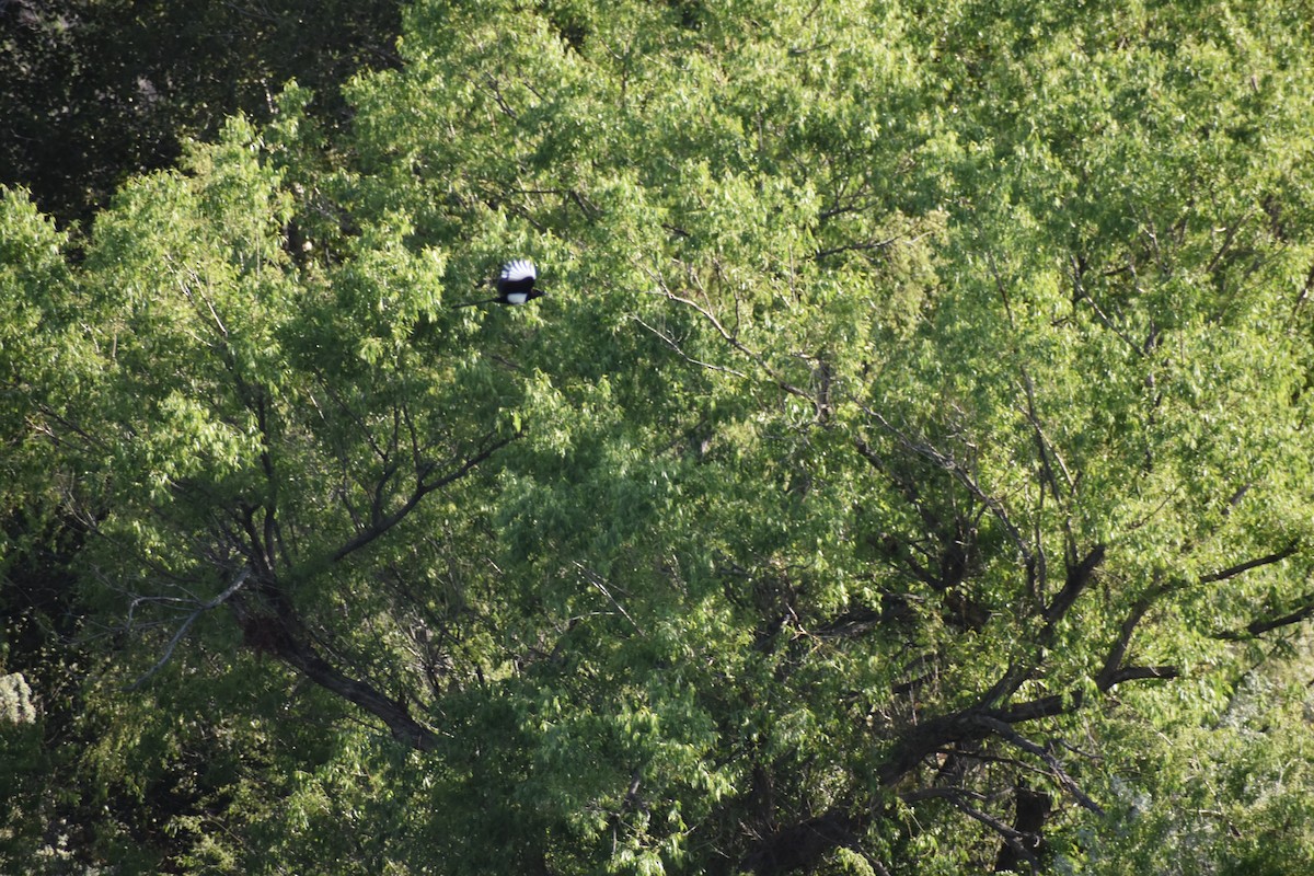 Black-billed Magpie - ML580153951