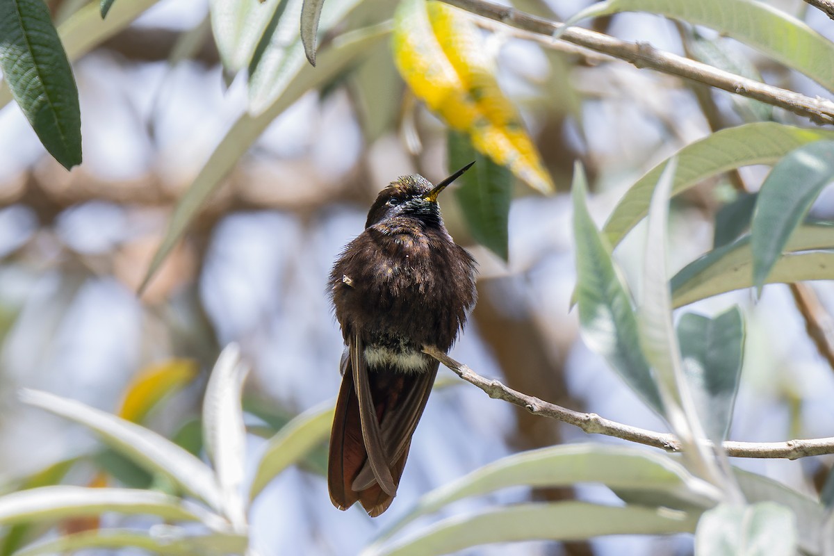 kolibřík mourovatý - ML580154031