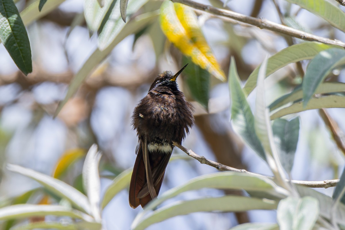kolibřík mourovatý - ML580154091