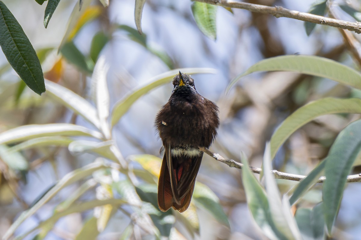 kolibřík mourovatý - ML580154151