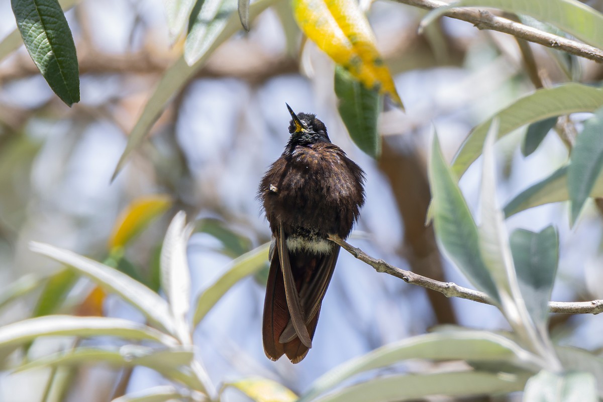kolibřík mourovatý - ML580154201