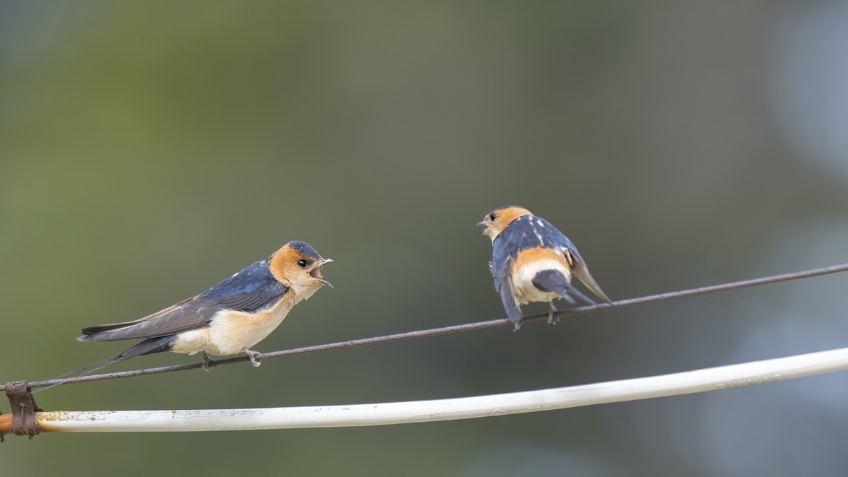 European Red-rumped Swallow - Ferit Başbuğ