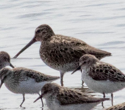 Short-billed Dowitcher - ML580155961